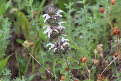 Monarda clinopodioides, photographed by Clay