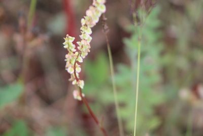 Rumex hastatulus, photographed by Clay