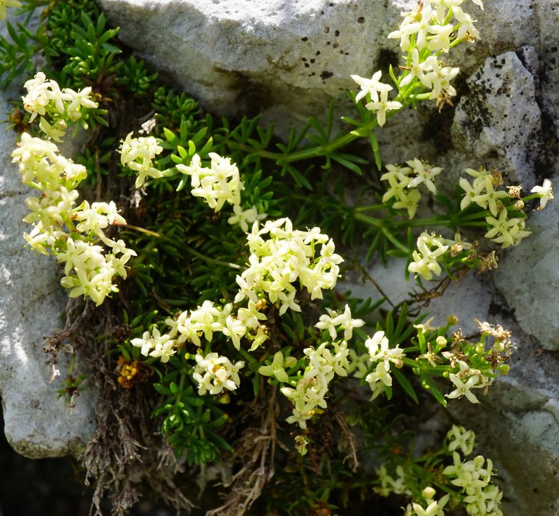 Galium noricum, photographed by Patrick Hacker