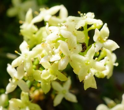 Galium noricum, photographed by Patrick Hacker