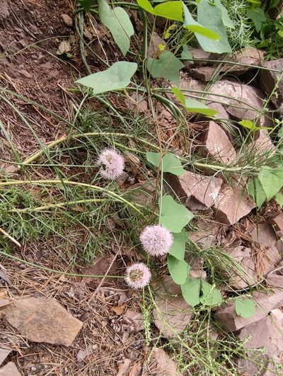 Allium splendens, photographed by Юлия