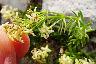 Galium noricum, photographed by Patrick Hacker