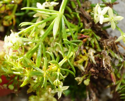 Galium noricum, photographed by Patrick Hacker