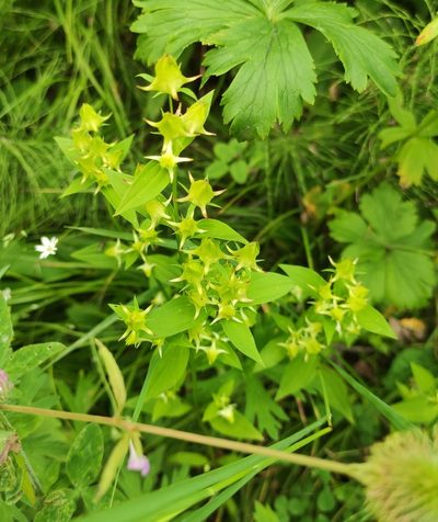 Halenia corniculata, photographed by Юлия