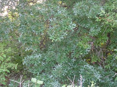 Quercus palustris, photographed by Reuven Martin