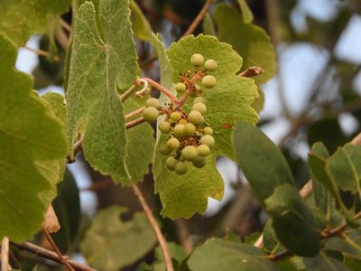Vitis californica, photographed by Mary K. Hanson