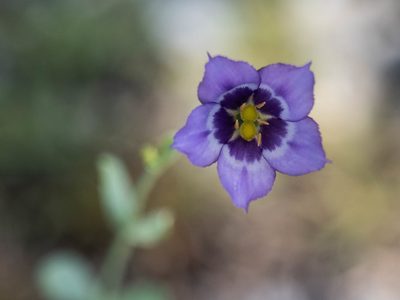 Eustoma exaltatum, photographed by caymanmatt