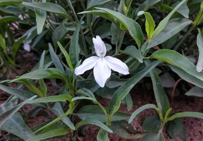 Justicia longii, photographed by Andrew Tree