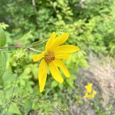 Helianthus divaricatus, photographed by Michael K. Oliver, Ph.D.