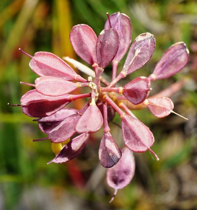 Noccaea alpestris, photographed by Patrick Hacker