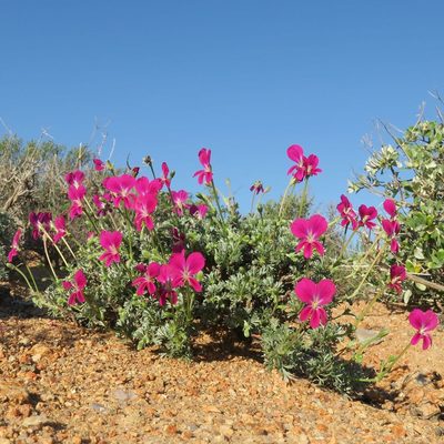 Pelargonium sericifolium, photographed by Kevin Murray