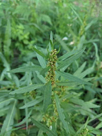 Rumex palustris, photographed by Alexandr Stanislavschi