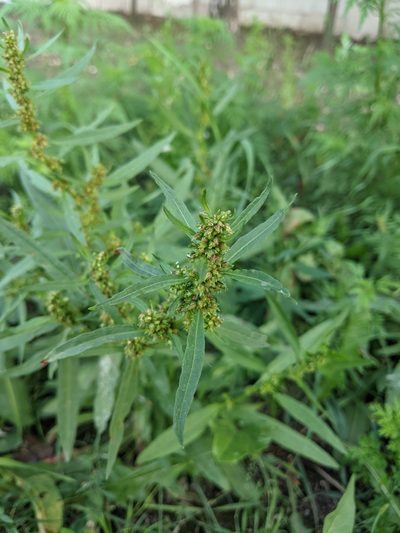 Rumex palustris, photographed by Alexandr Stanislavschi