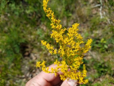 Solidago odora, photographed by Matt Pelikan