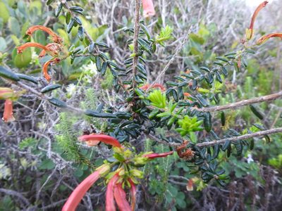 Erica glandulosa, photographed by Matthew Fainman