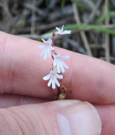 Holothrix parviflora, photographed by Matthew Fainman