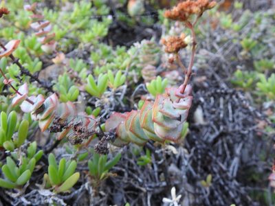Crassula perforata, photographed by Matthew Fainman