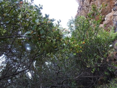 Maytenus procumbens, photographed by Matthew Fainman