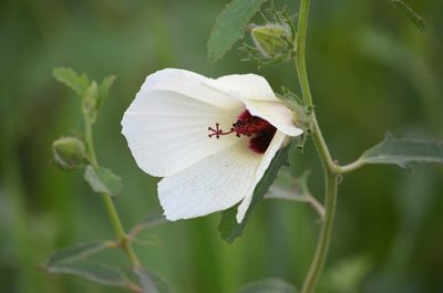 Sabdariffa aculeata, photographed by natgrace18