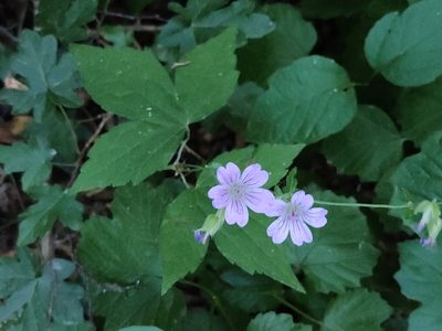 Geranium nodosum, photographed by Irene Saltini