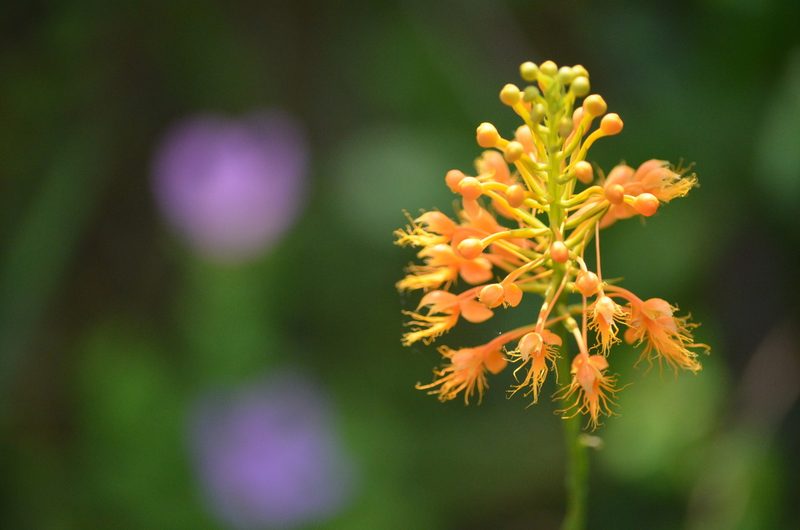 Platanthera chapmanii, photographed by natgrace18