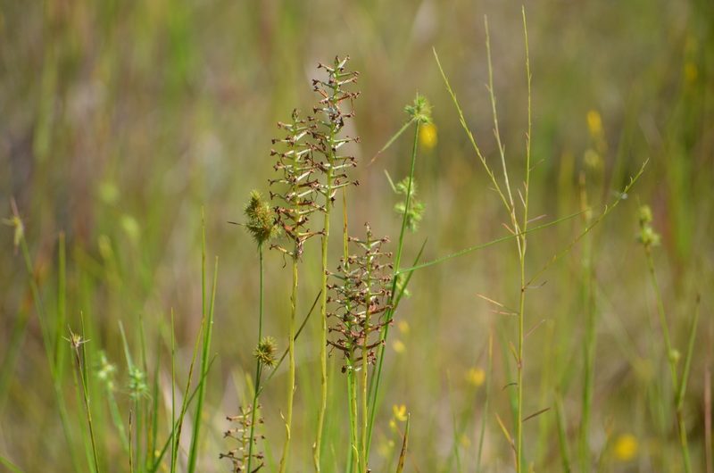 Platanthera nivea, photographed by natgrace18