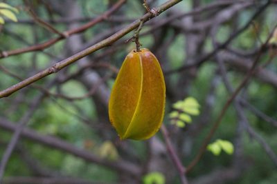 Averrhoa carambola, photographed by Jake Rehage