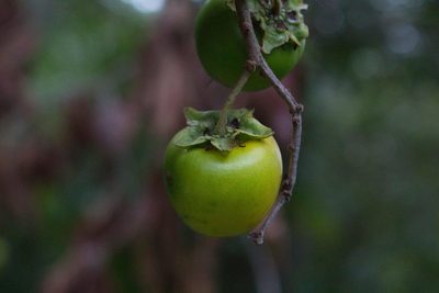 Byrsonima crassifolia, photographed by Jake Rehage