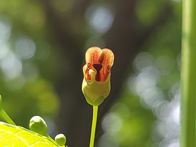 Scrophularia marilandica, photographed by Elias