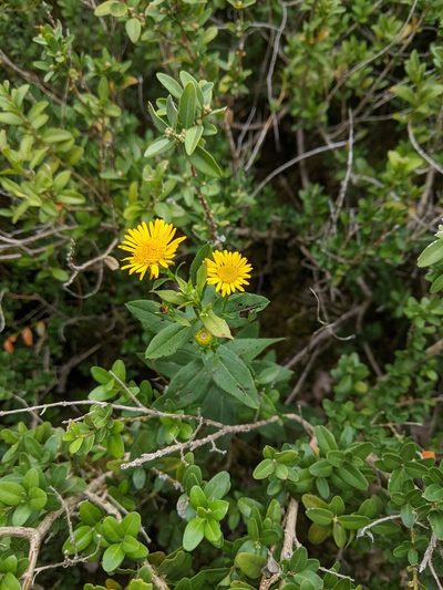 Pentanema spiraeifolium, photographed by aroche