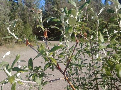 Salix alaxensis, photographed by Syd Cannings