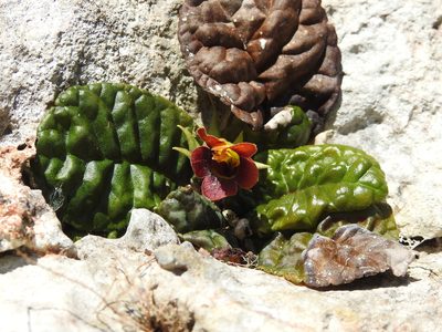 Gesneria depressa, photographed by amantedarmanin