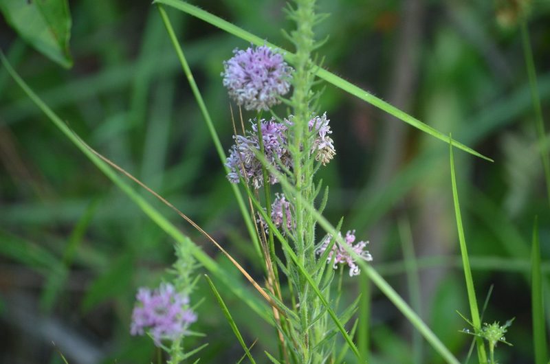 Marshallia angustifolia, photographed by natgrace18