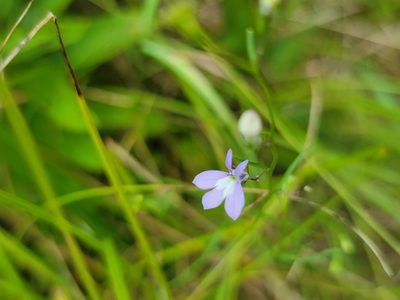 Lobelia kalmii, photographed by Elias