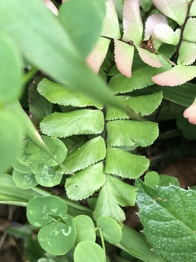 Adiantum humile, photographed by Jared Shorma