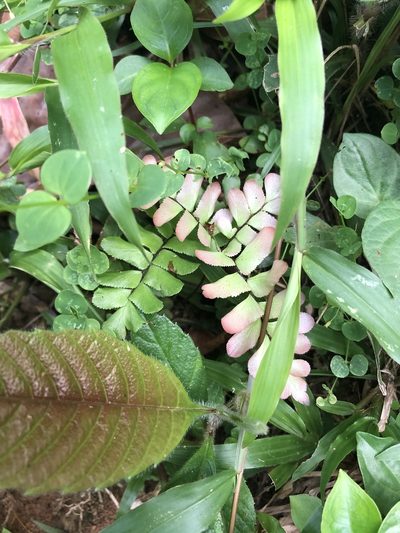 Adiantum humile, photographed by Jared Shorma