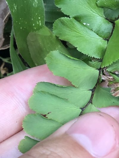 Adiantum humile, photographed by Jared Shorma