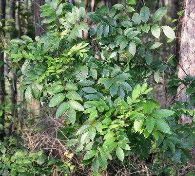 Toxicodendron vernix, photographed by Lauren McLaurin