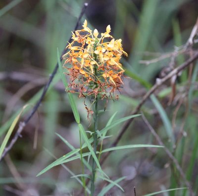 Platanthera ciliaris, photographed by Lauren McLaurin