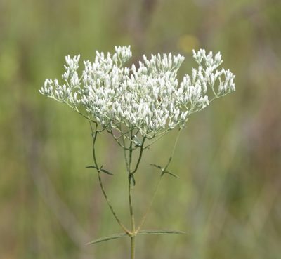 Eupatorium leucolepis, photographed by Lauren McLaurin