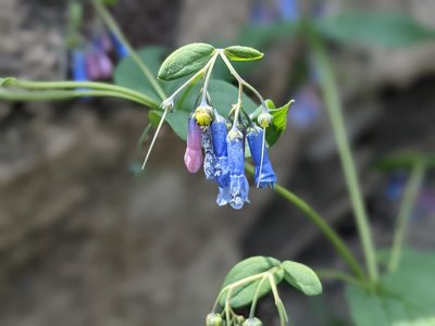Mertensia ciliata