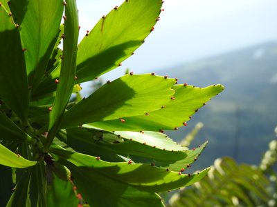 Phyllanthus epiphyllanthus, photographed by amantedarmanin