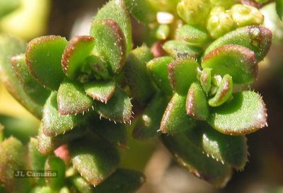 Herniaria ciliolata, photographed by José Luis Camaño