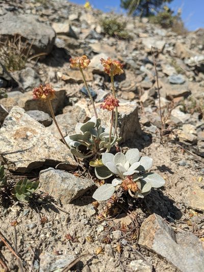 Eriogonum alpinum, photographed by Nora Bales