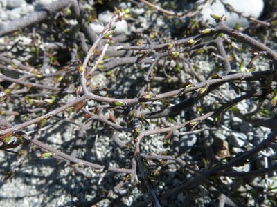 Coprosma brunnea, photographed by John Barkla