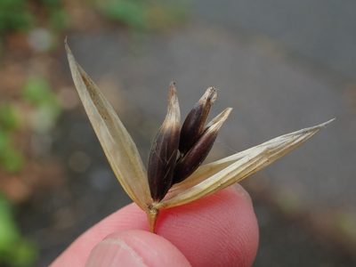 Avena sativa, photographed by Daniel Cahen