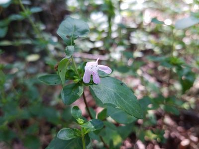 Clinopodium carolinianum, photographed by Leila Dasher