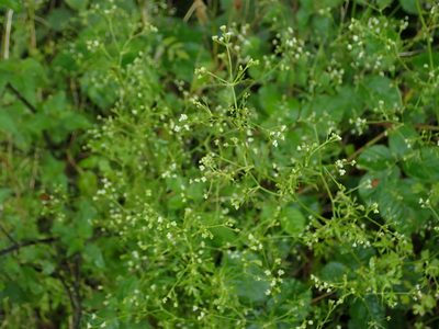 Sison amomum, photographed by Daniel Cahen