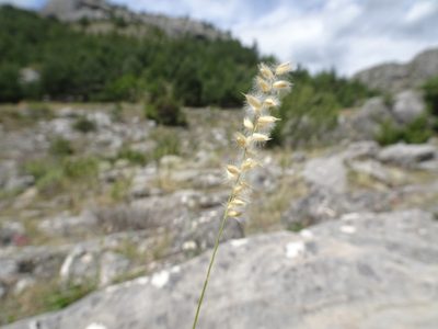 Melica ciliata, photographed by Thomas Koffel