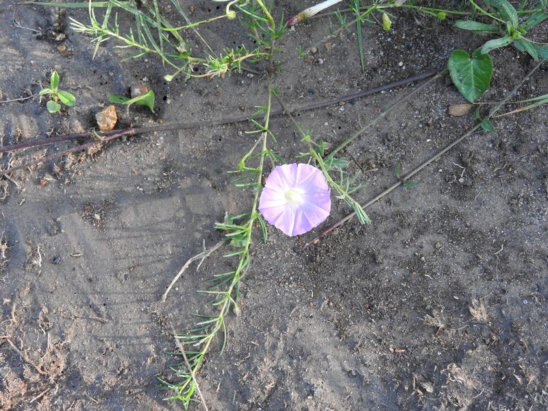 Ipomoea capillacea, photographed by Oscar Alejandro Morales Juárez